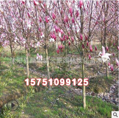 批发供应优质绿化苗木紫玉兰树苗 红玉兰苗 规格齐全图2