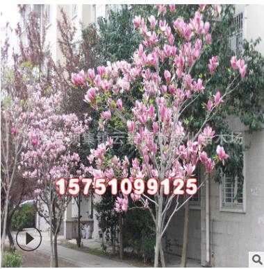 批发供应优质绿化苗木紫玉兰树苗 红玉兰苗 规格齐全图3