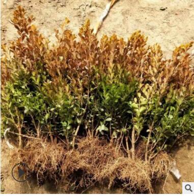 小叶黄杨苗庭院绿化苗黄杨室内外盆栽植物瓜子黄杨小苗小叶黄杨球图3