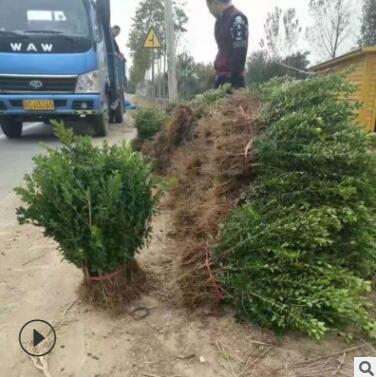 小叶黄杨苗庭院绿化苗黄杨室内外盆栽植物瓜子黄杨小苗小叶黄杨球图2