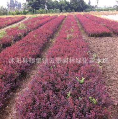 批发红叶小檗苗 基地直销工程苗木 彩色苗木 色块用苗图3
