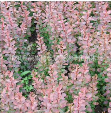 批发红叶小檗苗 基地直销工程苗木 彩色苗木 色块用苗图2