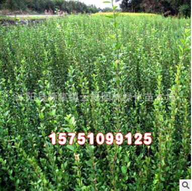 庭院爬藤植物 扶芳藤小苗 小叶扶芳藤苗 绿化苗 苗圃绿化苗图2