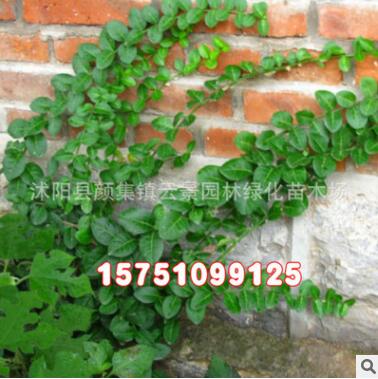 庭院爬藤植物 扶芳藤小苗 小叶扶芳藤苗 绿化苗 苗圃绿化苗图3