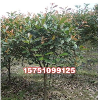 供应绿化苗木 红叶石楠 红叶石楠球 独杆红叶石楠各种规格图3