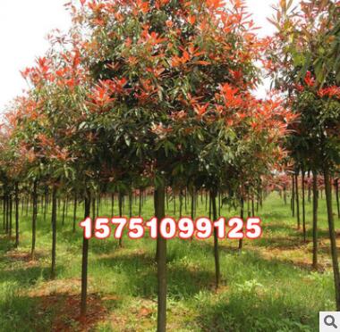 供应绿化苗木 红叶石楠 红叶石楠球 独杆红叶石楠各种规格图2