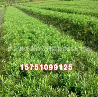 优质工程绿化小苗批发 罗汉松树苗 绿化苗木 护坡绿化 罗汉松小苗图3