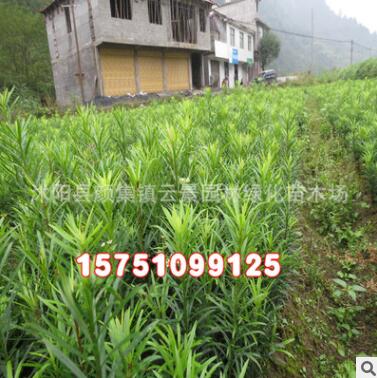 优质工程绿化小苗批发 罗汉松树苗 绿化苗木 护坡绿化 罗汉松小苗图2