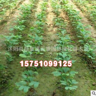 批发银杏小苗 嫁接银杏树苗 白果树苗 占地白果树苗图2