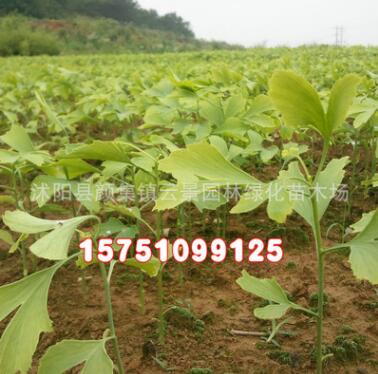 批发银杏小苗 嫁接银杏树苗 白果树苗 占地白果树苗图3