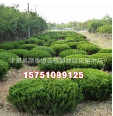批发绿化苗木 龙柏球 龙柏树苗 规格齐全 造型树 优质龙柏小苗图3