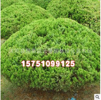 批发绿化苗木 龙柏球 龙柏树苗 规格齐全 造型树 优质龙柏小苗图2