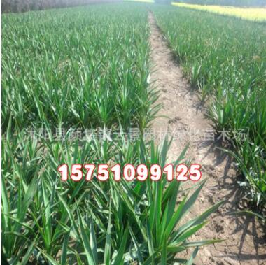 绿化工程苗木批发 剑麻小苗 四季常青 耐寒耐旱 道路绿化植物图3