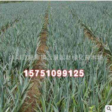 绿化工程苗木批发 剑麻小苗 四季常青 耐寒耐旱 道路绿化植物图2
