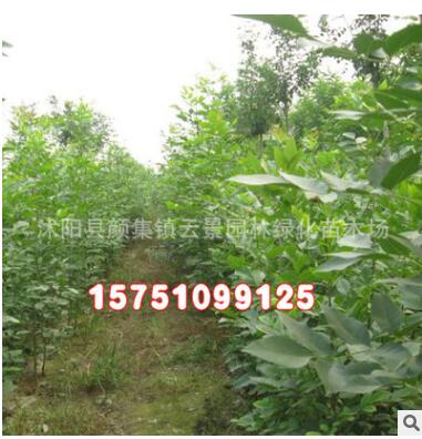 苗木基地批发供应白蜡苗 绿化工程苗木 白蜡树苗图2