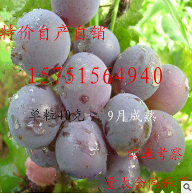 晚熟葡萄树苗新品种 东方明珠葡萄苗 特大粒单果粒40克重 9月成熟