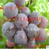 晚熟葡萄树苗新品种 东方明珠葡萄苗 特大粒单果粒40克重 9月成熟
