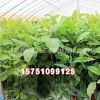 批发绿化苗木山玉兰小苗 园林绿化苗 玉兰树苗 绿化工程苗