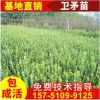 批发卫矛小苗 卫矛球 卫矛床苗 胶东卫矛苗 四季长青色块绿化小苗