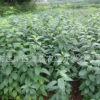 大量供应杜仲苗 药材苗 杜仲树苗 量大从优