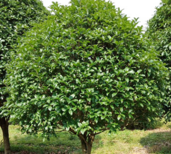 供应金 桂花树 量大从优苗木批发欢迎订购