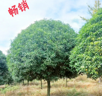 广西桂花树 绿化苗木 贵州桂花树 批发苗木树苗