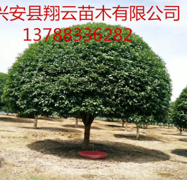 精品桂花树 桂花树 桂花树苗木批发