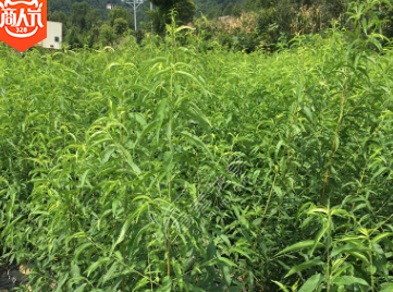 四川晚熟冬桃苗地栽嫁接雪桃树苗南北方种植映霜红桃苗当年结果苗图2