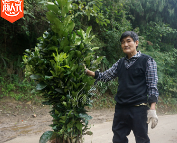 直销嫁接红心柚子苗南北方种植矮化晚熟三红蜜柚果树苗当年结果苗图2