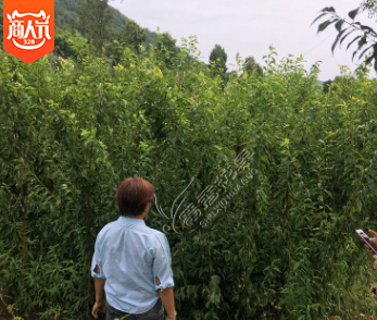 四川脱骨青翠李子苗汶川李子果树苗南方空心李嫁接晚熟青脆李苗木图3