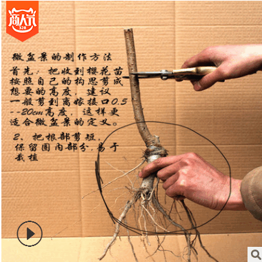 樱花树苗批发当年开花大樱桃树苗盆栽嫁接樱花苗日本樱花盆景绿化