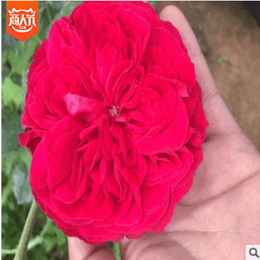 龙沙宝石欧月月季花苗扦插大苗红龙色爬藤本庭院芳香花园植物玫瑰