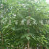 构树