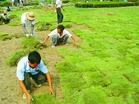 特价供马尼拉草坪，天堂草坪，百慕大电15961543375图2
