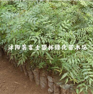 林木树苗 黄连木小苗 黄连木树苗 行道树图3