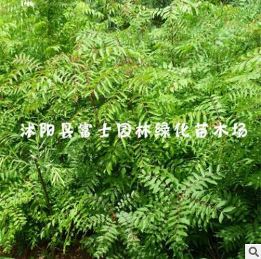 林木树苗 黄连木小苗 黄连木树苗 行道树图2