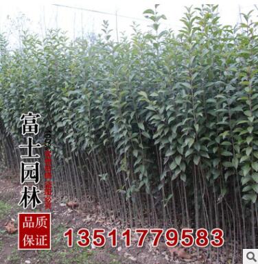 大叶女贞树苗直径5厘米优质的女贞苗 工程绿化苗基地现挖发货图2