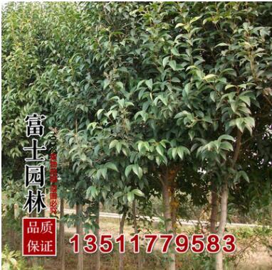 大叶女贞树苗直径5厘米优质的女贞苗 工程绿化苗基地现挖发货图3