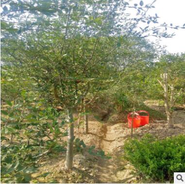 西府海棠 基地直销 各种规格 红宝石海棠 垂丝海棠 品种齐全图3