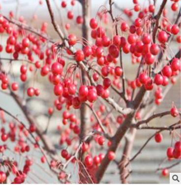 西府海棠 基地直销 各种规格 红宝石海棠 垂丝海棠 品种齐全图2