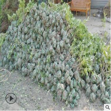 植物围墙海桐 庭院绿化 四季常青园林绿化工程品种海桐苗球直销图2