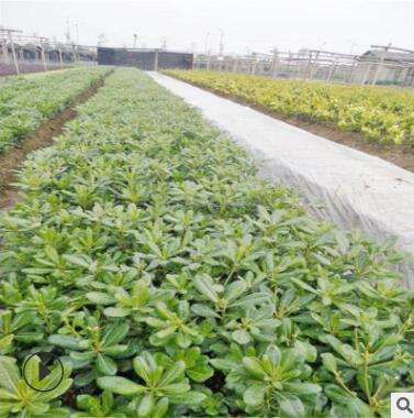 植物围墙海桐 庭院绿化 四季常青园林绿化工程品种海桐苗球直销图3