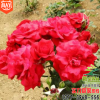 大量批发红帽月季 红帽月季小杯 红帽月季床杯 规格齐全 量大价优
