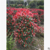 直供红叶石楠柱  红叶石楠柱园林绿化景点灌木批发