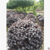 基地直销绿化工程苗木红花继木球基地球毛球冠
