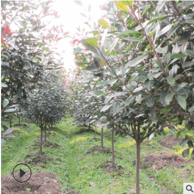 苗圃供应高杆红叶石楠树 道路彩叶绿化树 优质风景树高杆红叶石楠