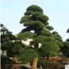 园林罗汉松树  造型罗汉松 造型多样 韵味独特 罗汉松价格优