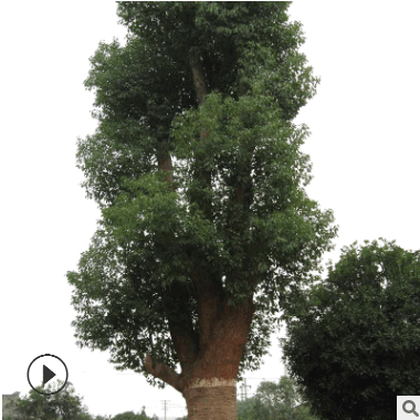 小叶香樟苗 香樟四季常青 香樟规格齐全 价格从优