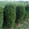 四季春园林绿化用大叶黄杨高2m、