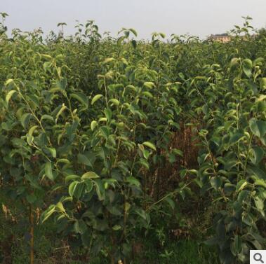 园艺场出售梨树苗 多规格多品种可选 亨通苗木玉露香梨苗图2